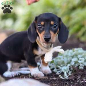 Duke, Dachshund Puppy